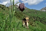 65 Fiore di fritillaria